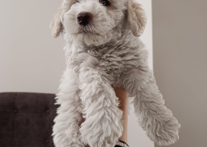 Maltipoo 2 aylık yavrular